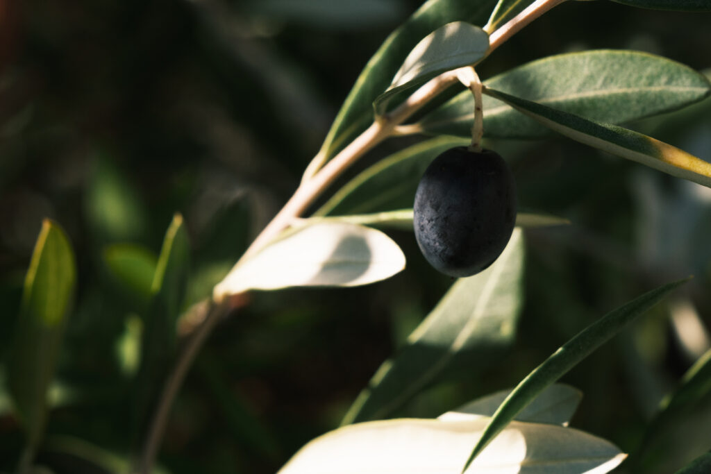 Oliveira - Paz, eternidade e sabedoria