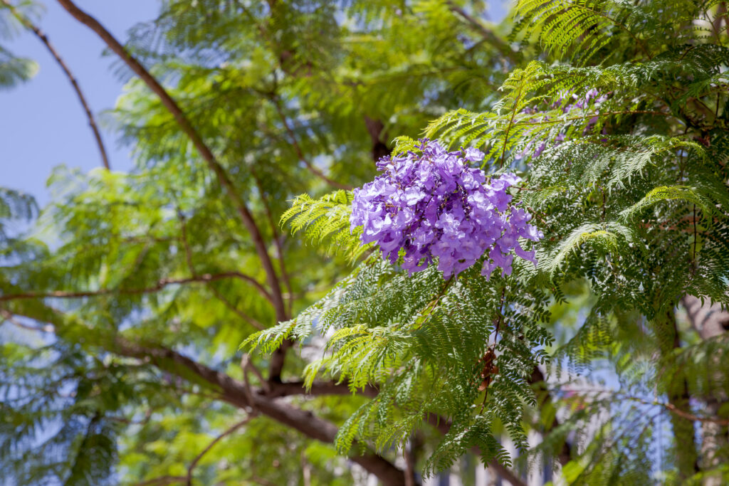 Jacarandá - Beleza efémera e inspiração